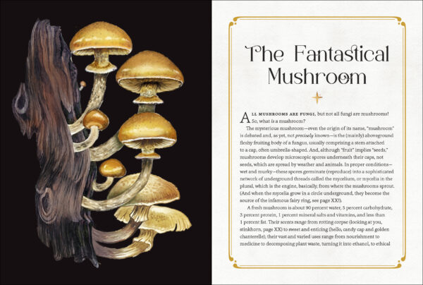 Mystical mushrooms book wildwood Cornwall bude