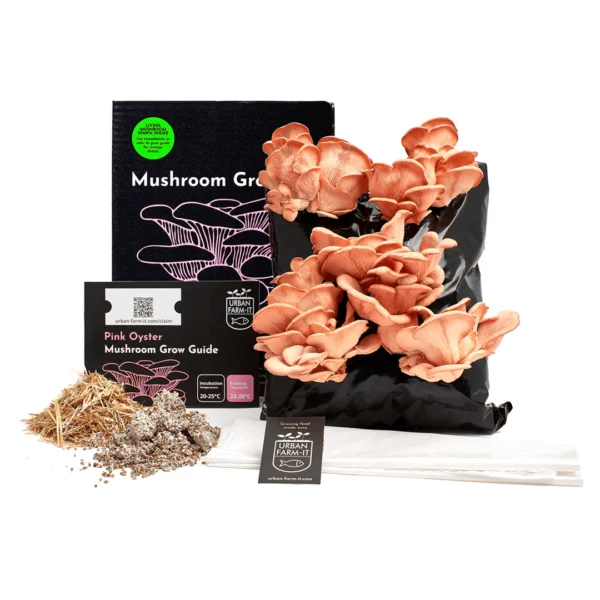 Pink oyster diy mushroom grow kit wildwood cornwall