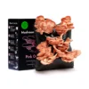 Pink oyster mushroom growing kit Wildwood cornwall